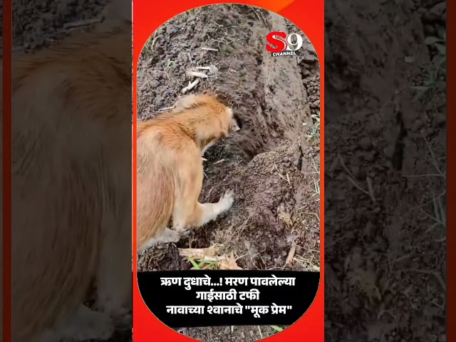 ती फक्त एक गाय नव्हती..त्याच्यासाठी आई होती...हा श्वान तिच्या दुधावर पोसला, तिच्या कुशीत वाढला...!